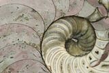 Cut & Polished Nautilus (Cenoceras?) Fossil - France #152704-1